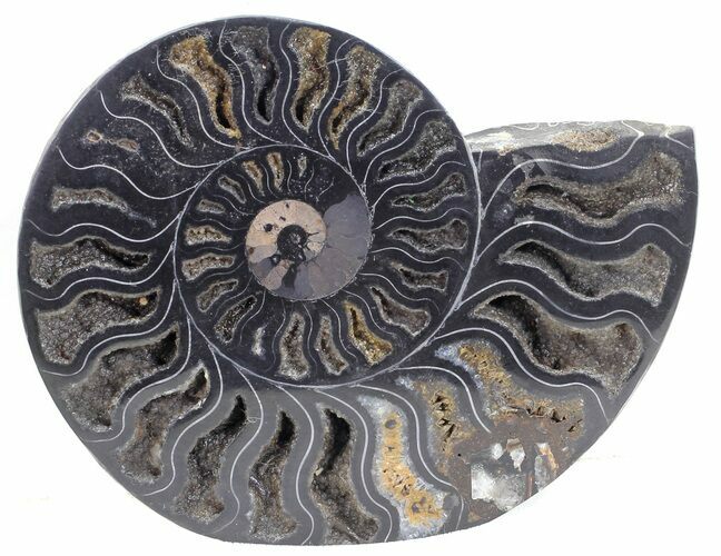 Split Black/Orange Ammonite (Half) - Unusual Coloration #55700